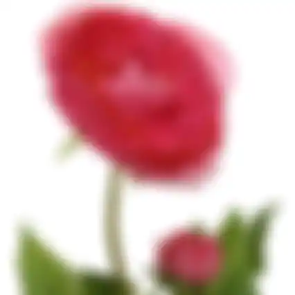 Ranonkel fuchsia 57cm