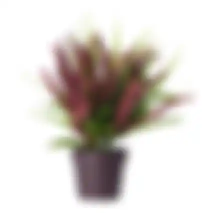 Plant K 30cm