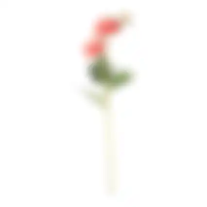 Bloem zinnias roze 61cm