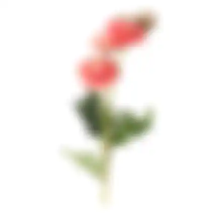 Bloem zinnias roze 61cm