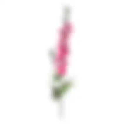 Bloem Delphinium fuchsia 78cm