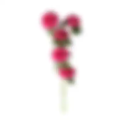 Bloem Ranunculus fuchsia 70cm