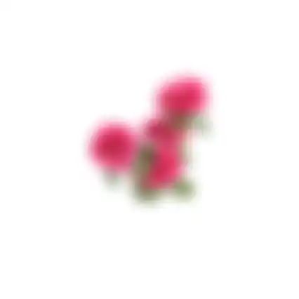 Bloem Ranunculus fuchsia 70cm
