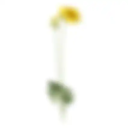 Bloem Poppy geel 60cm