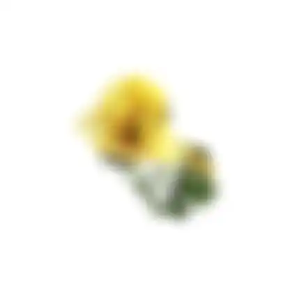 Bloem Poppy geel 60cm