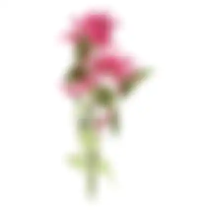 Bloem Honeysuckle fuchsia 75cm