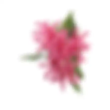 Bloem Honeysuckle fuchsia 75cm