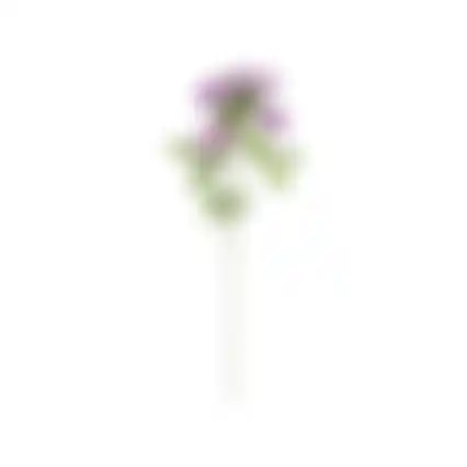 Bloem Honeysuckle paars 75cm
