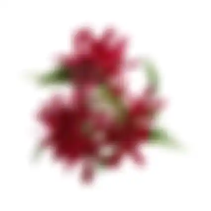 Bloem Honeysuckle donkerroze 75cm