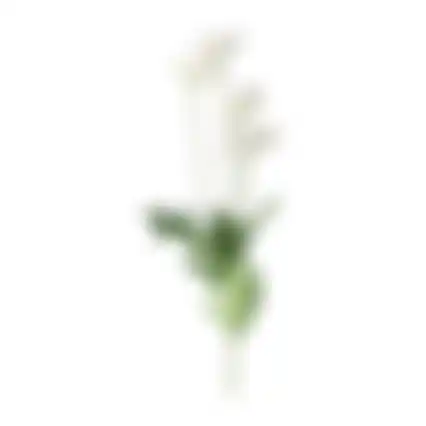 Bloem Poppy wit 59cm