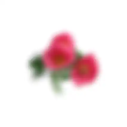 Bloem Poppy fuchsia 59cm