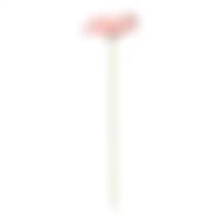 Bloem Gerbera roze 55cm