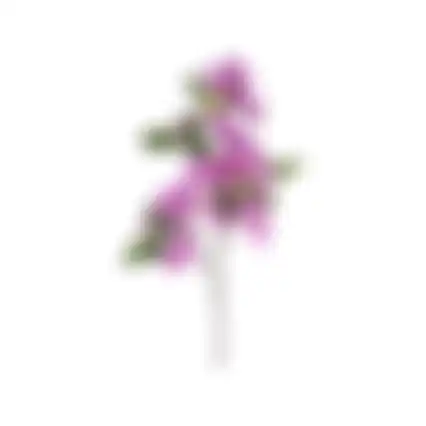 Bloem Bougainvillea lila 76cm