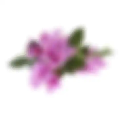 Bloem Bougainvillea lila 76cm