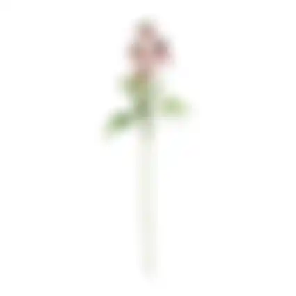 Bloem Rudbeckia lila 73cm