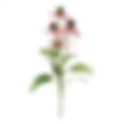 Bloem Rudbeckia lila 73cm