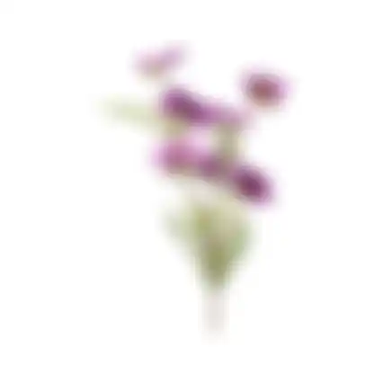 Bloem Cosmos paars 72cm
