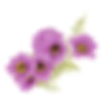 Bloem Cosmos paars 72cm