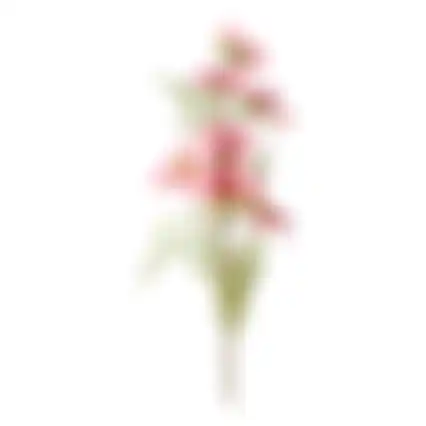 Bloem Cosmos roze 72cm