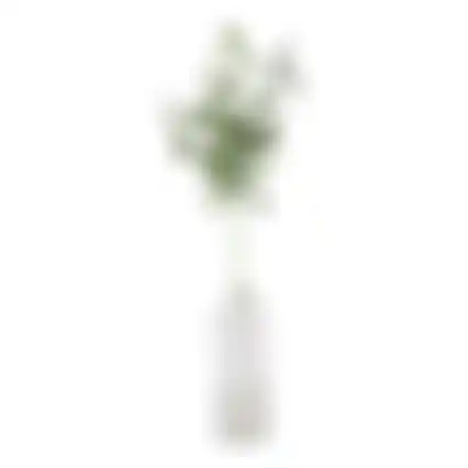 Olijftak 85 cm