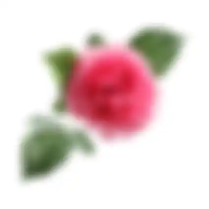 Bloem Peony roze 67cm