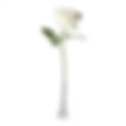 Bloem Peony wit 67cm