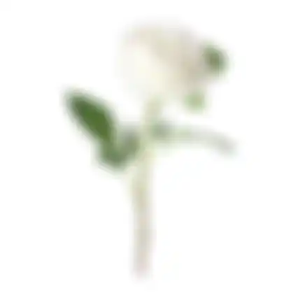 Bloem Peony wit 67cm