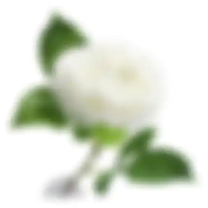 Bloem Peony wit 67cm