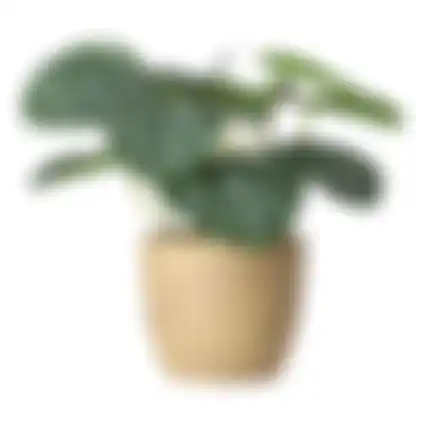 Plant in pot 31cm 3ass