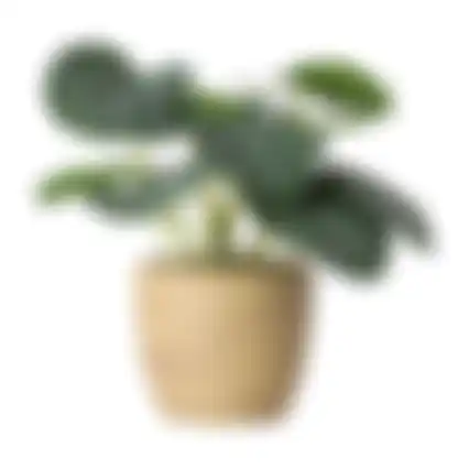 Plant in pot 31cm 3ass