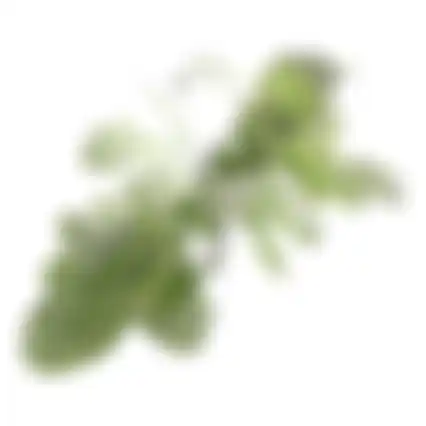 Tak Sofie 70 cm groen