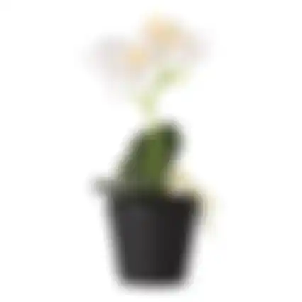 Phalaenopsis in pot wit 25x15cm