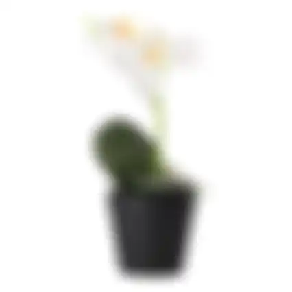 Phalaenopsis in pot wit 25x15cm
