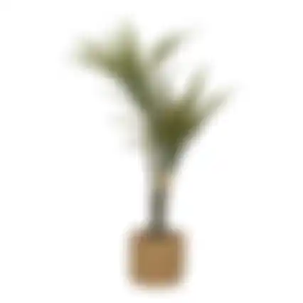 Plant in pot 60cm