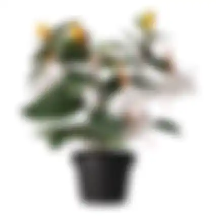 Plant O 4ass