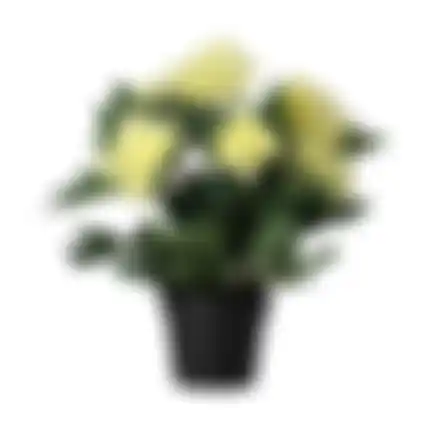 Plant P 4ass