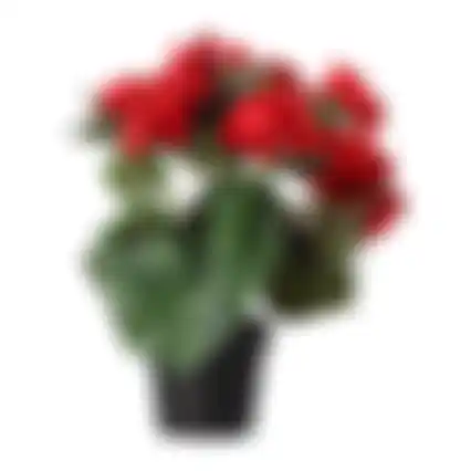 Plant R 4ass