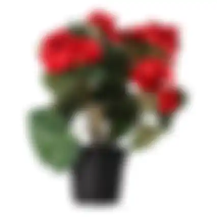 Plant R 4ass