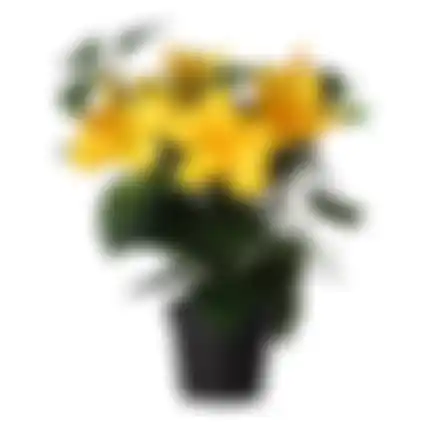 Plant T 4ass