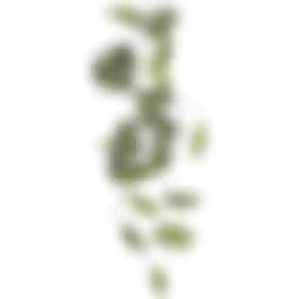Philodendron selloum hangend groen 115cm