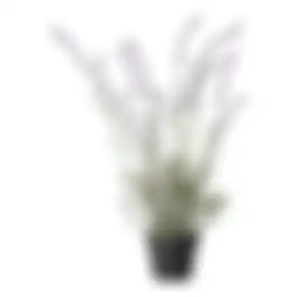 Lavendel in pot 3ass