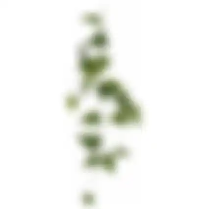 Philodendron hangend groen 115cm