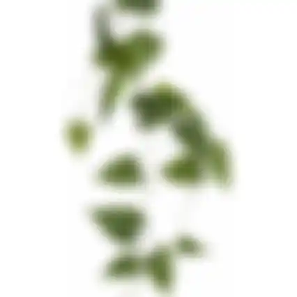 Philodendron hangend groen 115cm