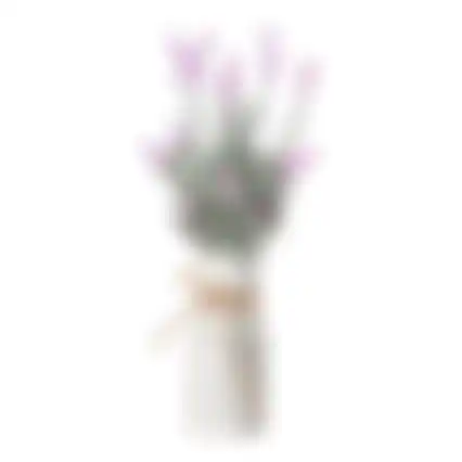 Lavendel in pot 32cm 2ass