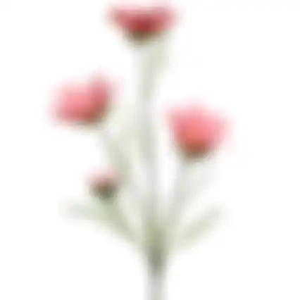 Calliopsis 64cm roze