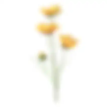 Calliopsis geel 64cm