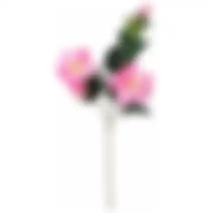 Tak Hibiscus roze 76cm