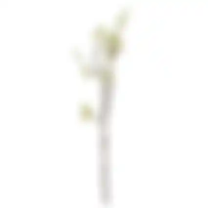 Tak Kersenbloesem roze 61cm