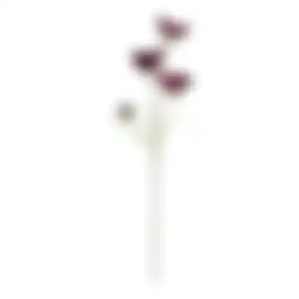 Calliopsis aubergine 64cm