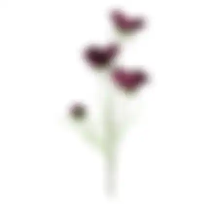 Calliopsis aubergine 64cm